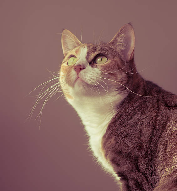 istock Portrait of a cat 493019330