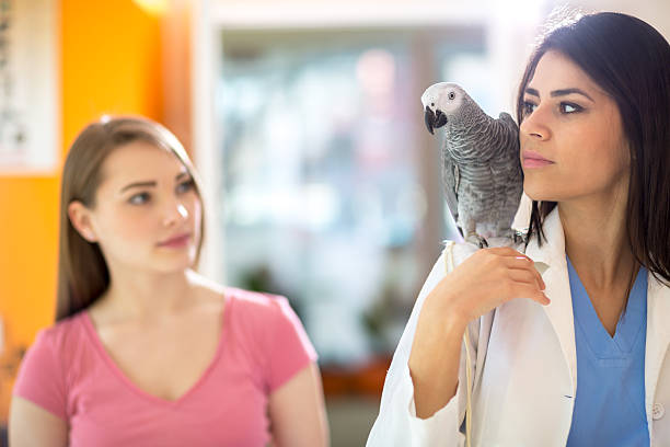 istock Patient parrot going with veterinarian to do exam 493019446