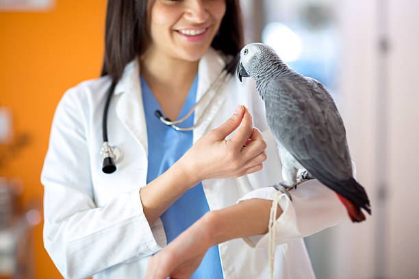 istock Veterinarian feeding African gray parrot 493019836