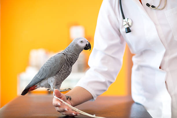 istock African grey parrot at vet clinic 493020014