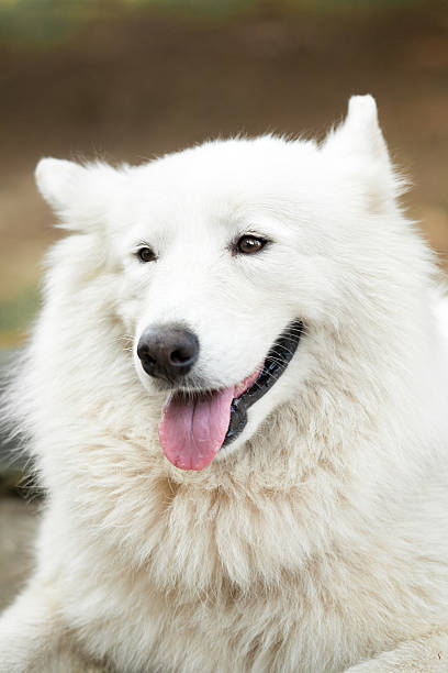 istock Portrait of white dog samoyed 493020082