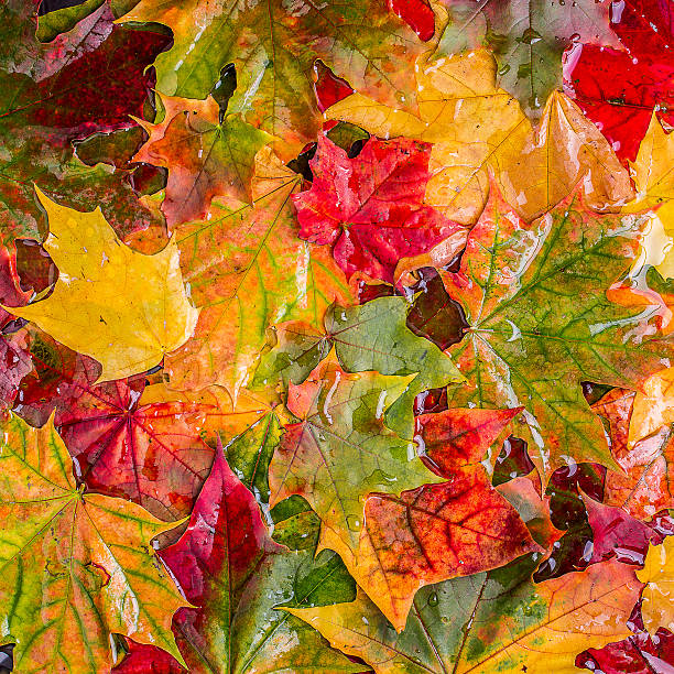 istock Colorful autumn leaves. 493020956
