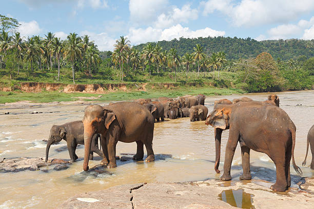 istock bathing orphanage Sri Lanka elephant herd in river 493021036