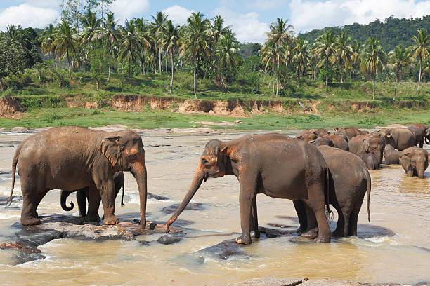 istock bathing orphanage family elephant herd in Sri Lanka river 493021100