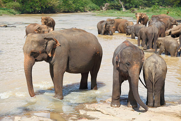 istock bathing orphanage elephant herd in Sri Lanka river 493021332