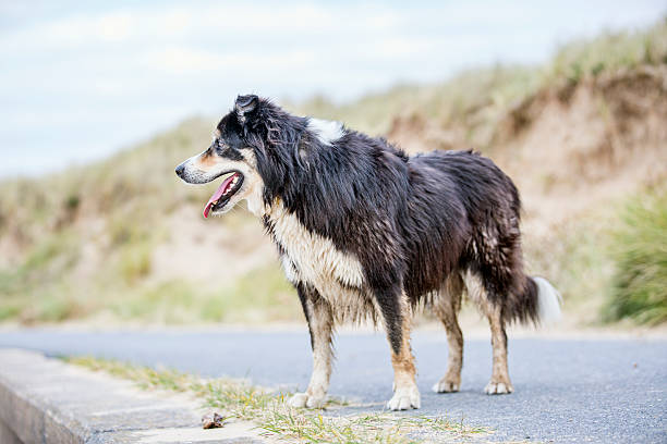 istock Border collie on standing on countryside footpath 493021958
