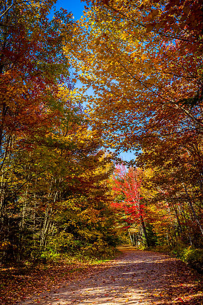 istock View of colorful trees 493021992