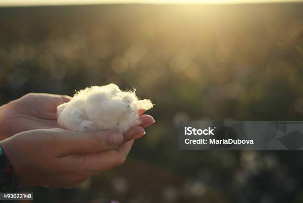 Woman With Natural Cotton Stock Photo - Download Image Now - Cotton Plant, Cotton, Agricultural Field