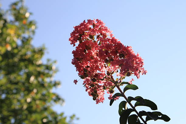 istock Flowers front of Sun 493022250