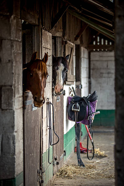 istock Two Brown and white horses looking out from stable doors 493022294