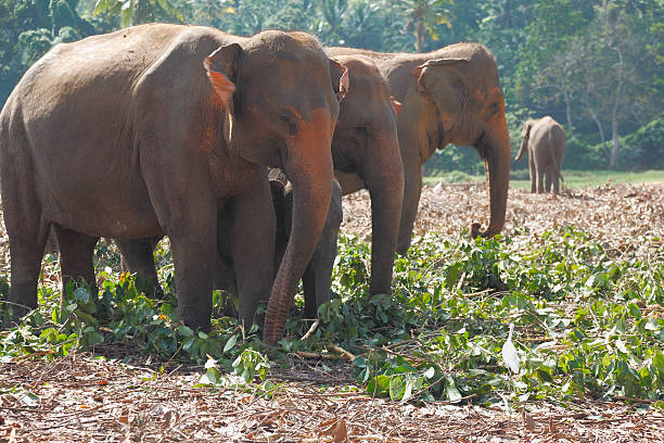 istock feeding orphanage elephant family herd  in Sri Lanka jungle 493022412