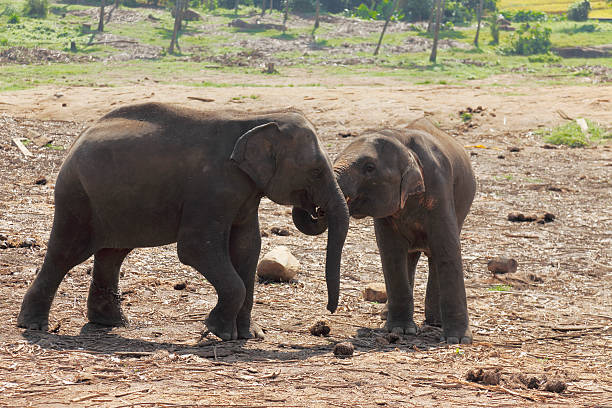 istock orphanage elephant puppy playing in Sri Lanka jungle 493022620