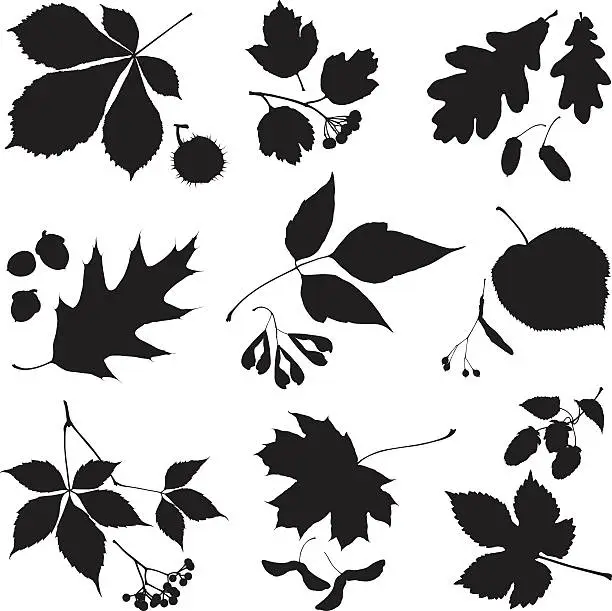 Vector illustration of Leaves