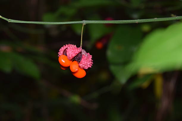 istock Strawberry bush euonymus americanus fruit capsule close-up with seeds 493024004