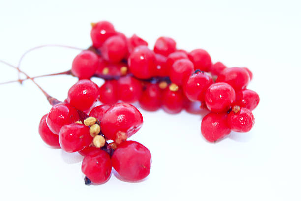 Nandina domestica. red berries of Japanese Sacred Bamboo