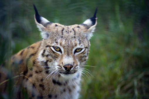 Lynx portrait in nature. Ears back.