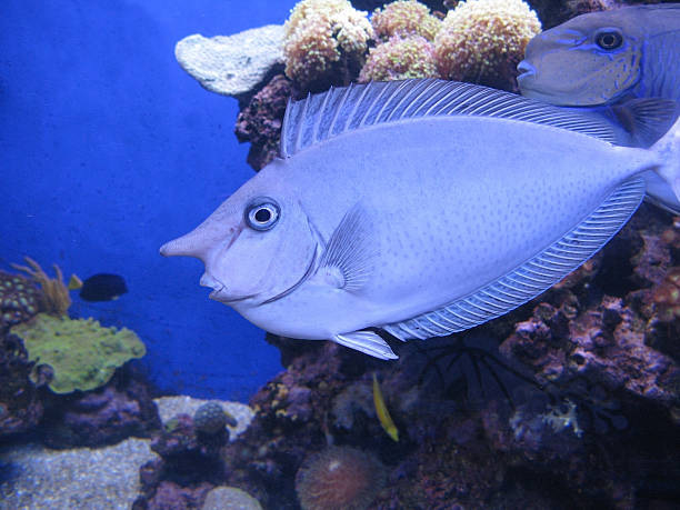 istock Nose fish in aquarium 493024388