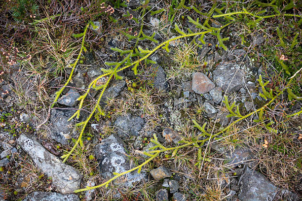 Stag's Horn Clubmoss creeping across path stock photo