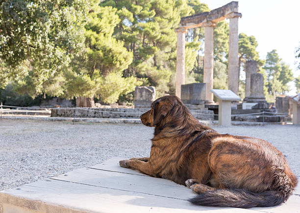 brown dog lies near archaeological ruins in Olympia - Greece