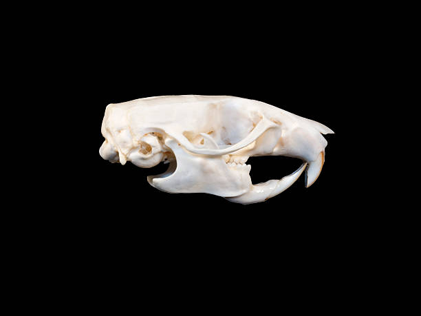 istock Skull of rat 493028442