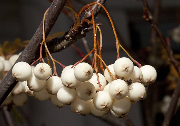 70+ Tree With White Berries Stock Photos, Pictures & Royalty-Free Images -  iStock