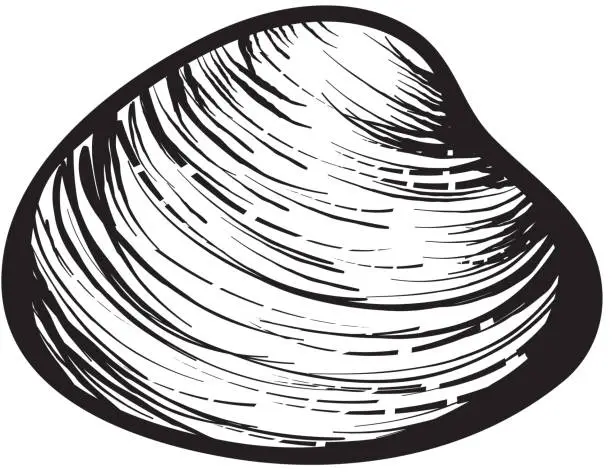 Vector illustration of Black and white clam shell woodcut sketch