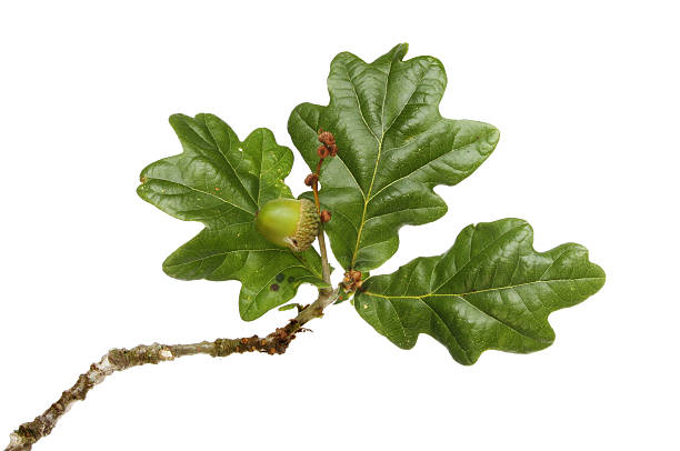 istock Oak leaves and acorn 493032044
