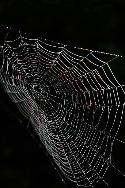 spider web black background stock photo
