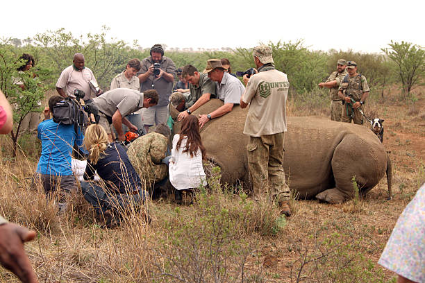 Dehorning started on large rhino after been darted and stabilize Magaliesberg, South Africa - October 14, 2015: Dehorning of rhinos in Askari Game Lodge, to protect them against poachers.  Dehorning started on large rhino after been darted and stabilized. sky news stock pictures, royalty-free photos & images