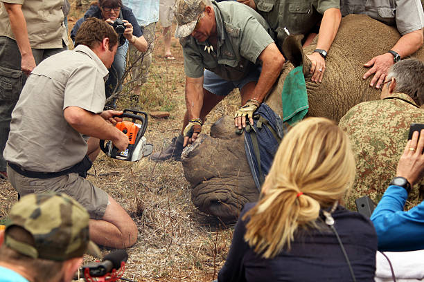 Finishing dehorning of large rhino after been darted Magaliesberg, South Africa - October 14, 2015: Dehorning of rhinos in Askari Game Lodge, to protect them against poachers.  Finishing dehorning of large rhino after been darted. sky news stock pictures, royalty-free photos & images