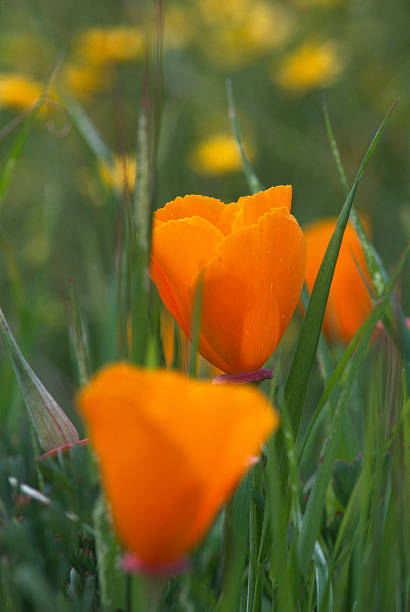 istock California Poppies in a Field 493033058