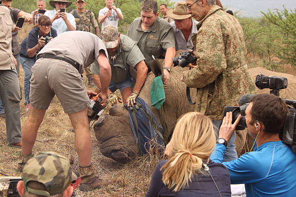 Finishing dehorning of large rhino after been darted Magaliesberg, South Africa - October 14, 2015: Dehorning of rhinos in Askari Game Lodge, to protect them against poachers.  Finishing dehorning of large rhino after been darted. sky news stock pictures, royalty-free photos & images