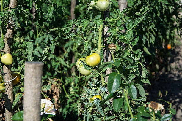 istock Green tomato in the garden 493033804