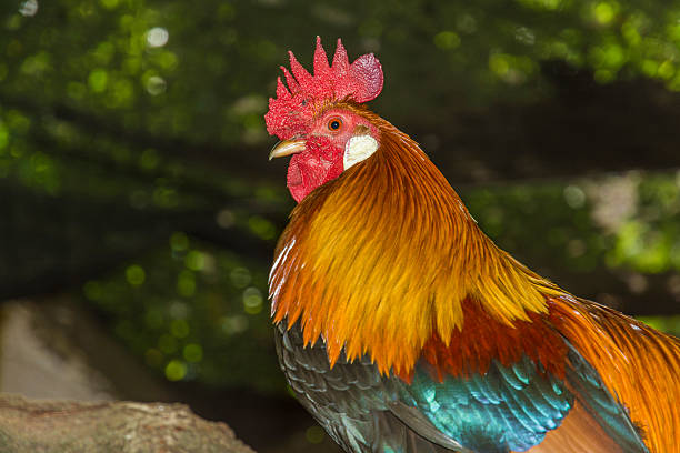 istock cock showing its colorful feathers 493052466