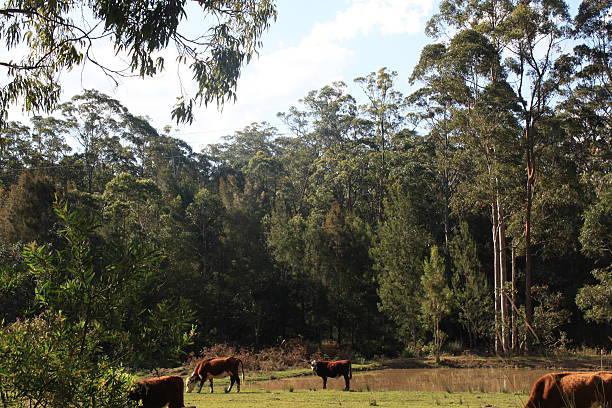 istock Cows on the Australian countryside 493052832