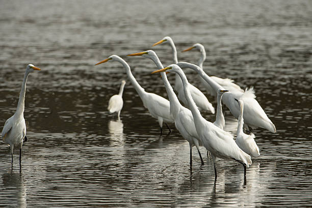 istock Great Egret and Snowy Egret Foraging for Food 493054870