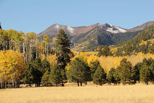 Lockett Meadow in Flagstaff, Arizona during the autumn season.