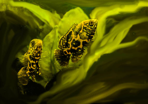 Astronutus Ocellatus couple stock photo