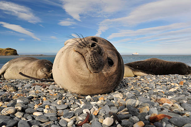 istock Elephant Seal on the rocks 493056004