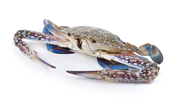 istock Blue Swimming Crabs on white background 493056746