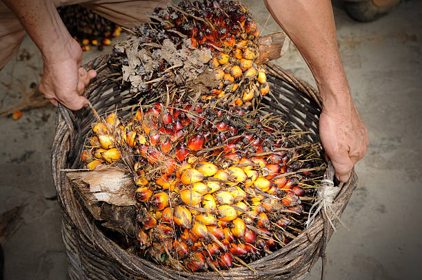 Oil palm fruits with cooking oil stock photo