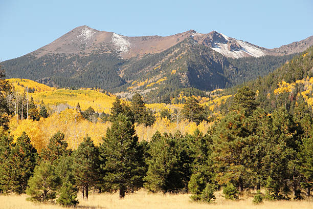 istock Aspen Trees Autumn Fall Mountain Arizona 493056896