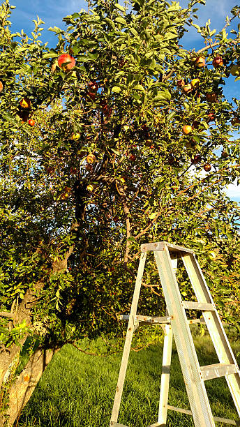 istock Step ladder and apple tree in orchard Rockville Utah 493057024