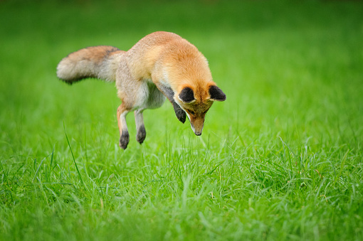 Red fox on hunt when mousing in grass