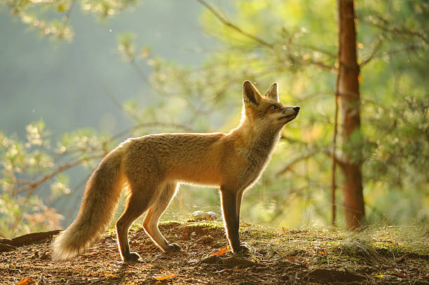 istock Red fox from side view in beauty backlight autumn forest 493057040