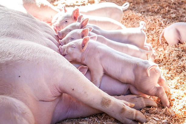 crías cochinillos - cerdito fotografías e imágenes de stock