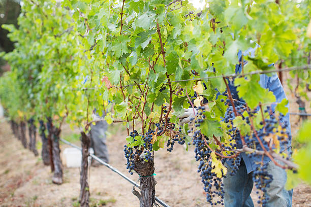istock Field worker harvesting Cabernet Sauvignon Grapes 493057746