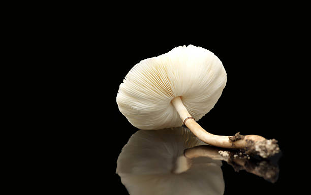 istock Raw mushrooms isolated on black background 493058318