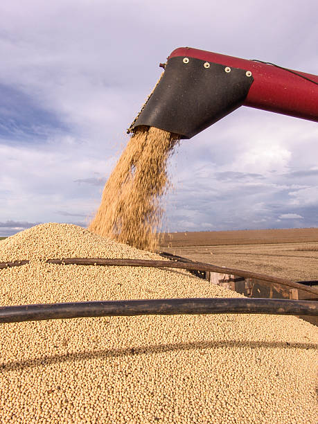 fotografii de stoc, fotografii și imagini scutite de redevențe cu recolta de soia - mirişte