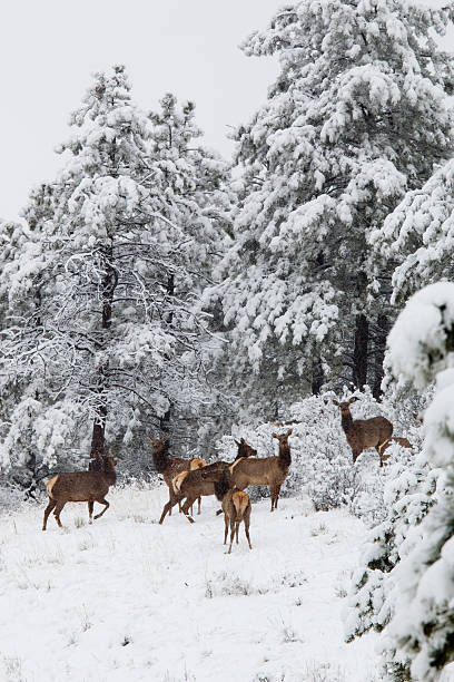 istock Elk in Deep Snow in the Pike National Forest 493059444